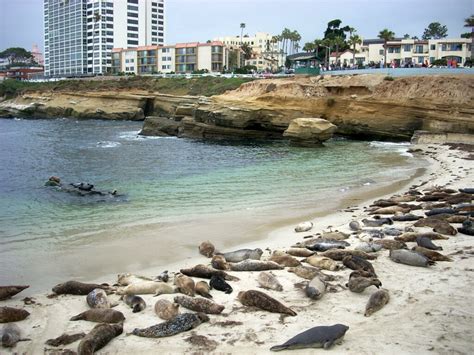 san diego seal beach.